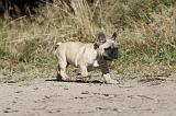 BOULEDOGUE FRANCAIS 172